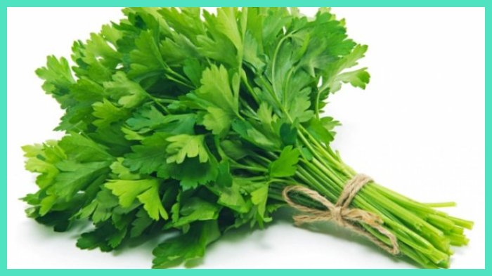 Manfaat Daun Seledri Bagi Kesehatan Tubuh