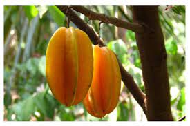 Fakta Unik Dari Belimbing Adalah Bisa Meminimalisir Terjadinya Kardiovaskular